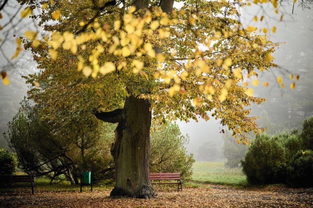 sonbaharin ilk gunu 2025 takvimsel ve astronomik sonbahar ne zaman baslar 12493