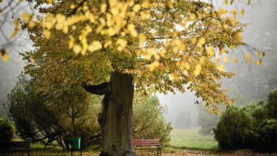 Sonbaharin ilk gunu 2025 takvimsel ve astronomik sonbahar ne zaman baslar 12493