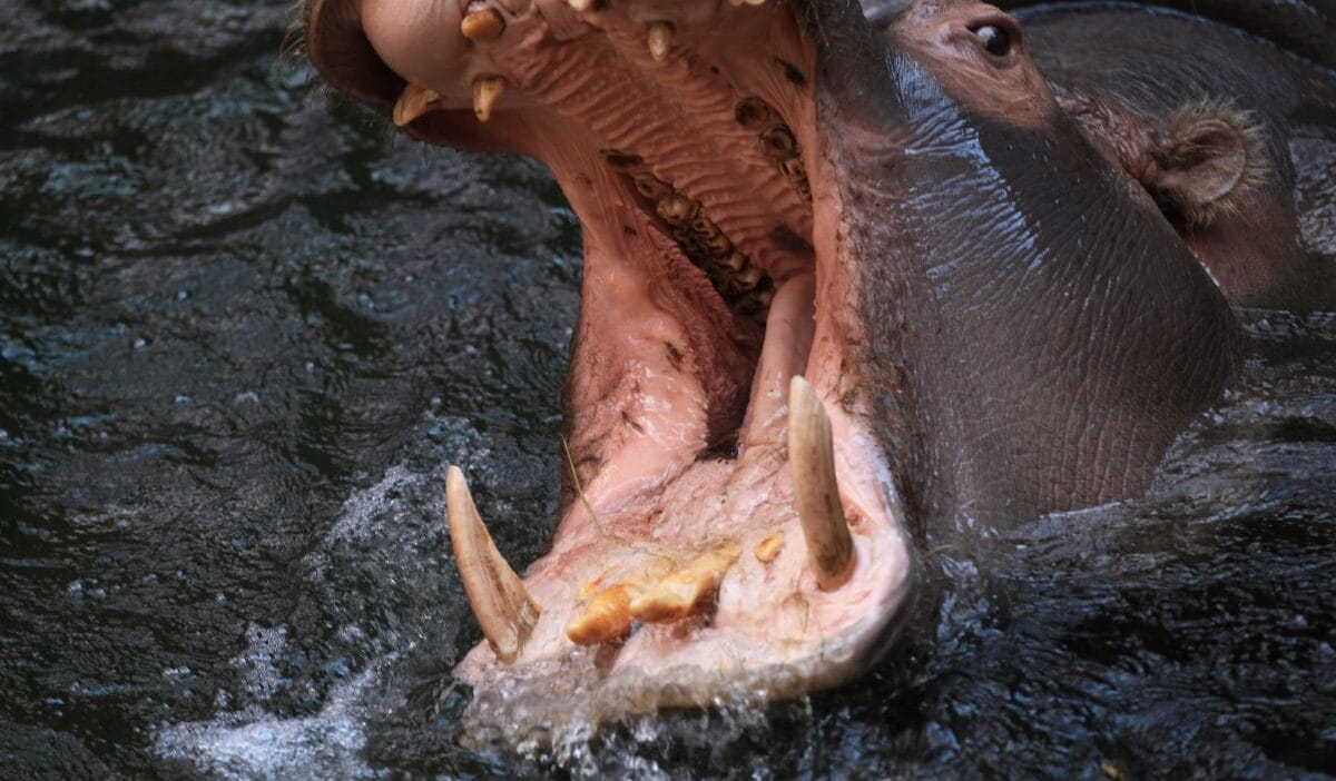 Su aygiri tekne tarafindan saldiriya ugradi sassandra nehri nde kabus bir duzineden fazla insan oldu 9704