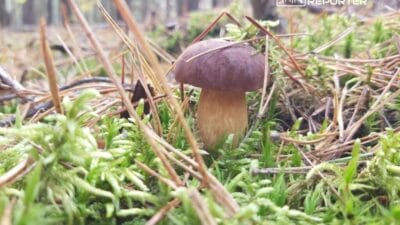 Varsova ve cevresinde mantar toplamaya nereye gidilir yasal yerler belirli turler pratik kurallar 13652