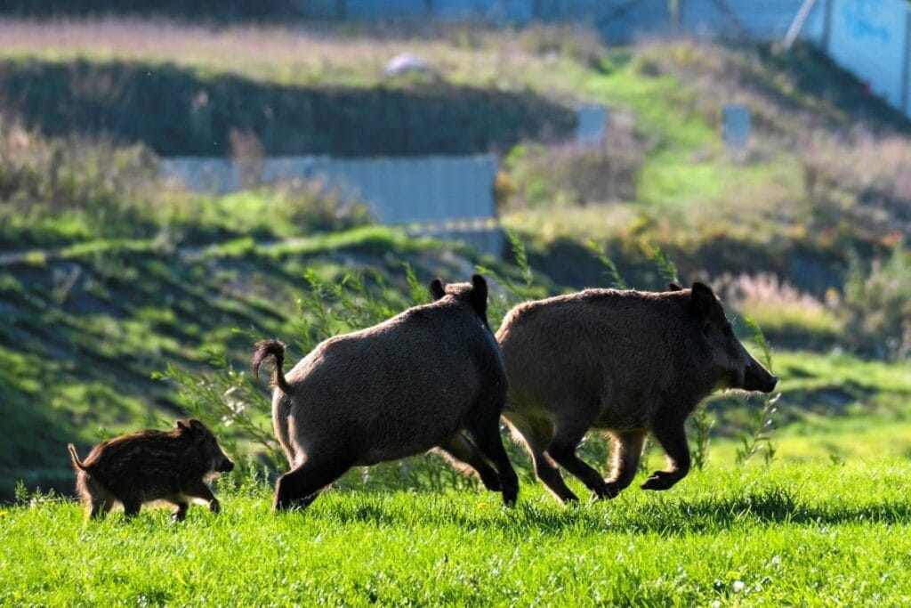 yaban domuzu bir cop konteynerinde bulundu bogazi kesilmisti arka planda avciya gizemli bir telefon gorusmesi 9179
