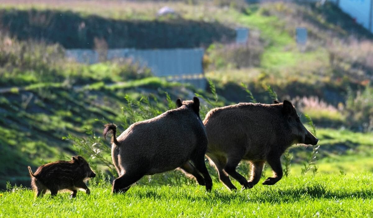 Yaban domuzu bir çöp konteynerinde bulundu. Boğazı kesilmişti. Arka planda avcıya gizemli bir telefon görüşmesi 1 Yaban domuzu bir cop konteynerinde bulundu bogazi kesilmisti arka planda avciya gizemli bir telefon gorusmesi 9179