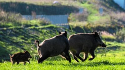 Yaban domuzu bir çöp konteynerinde bulundu. Boğazı kesilmişti. Arka planda avcıya gizemli bir telefon görüşmesi 3 Yaban domuzu bir cop konteynerinde bulundu bogazi kesilmisti arka planda avciya gizemli bir telefon gorusmesi 9179