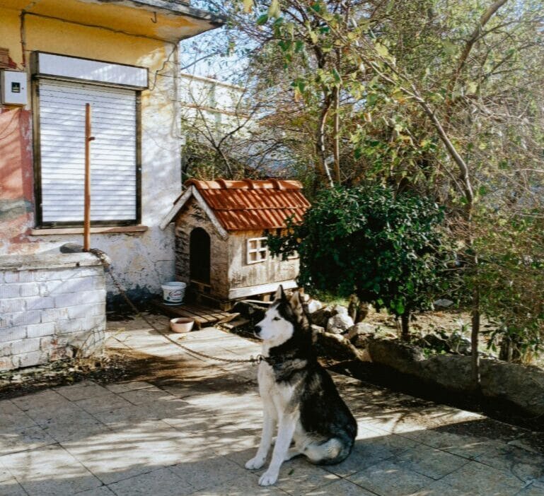 Yeni hayvan koruma yasasi hayvanlarin baglanmasini yasakliyor ve agil standartlari getiriyor yasaya uymak icin bir yil 13580