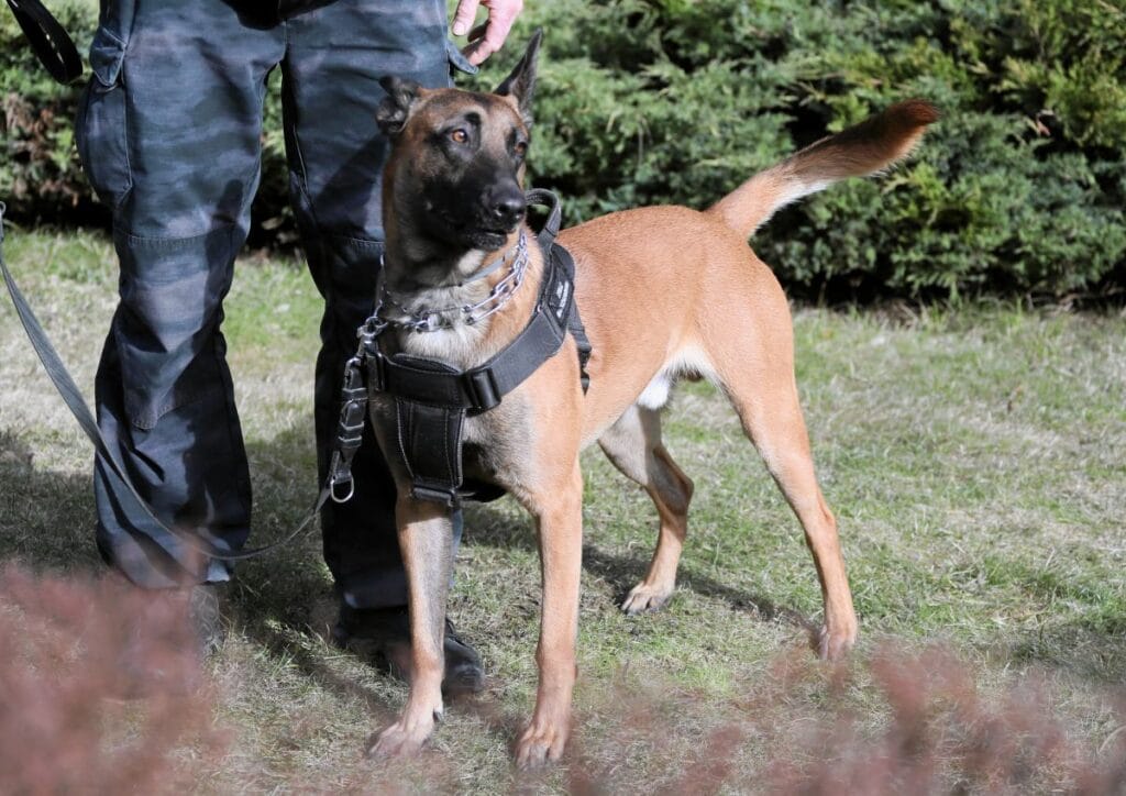 46 lik genci isiran kopeklerin sahibi tutuklandi savcilik yeni bilgiler acikladi 17411