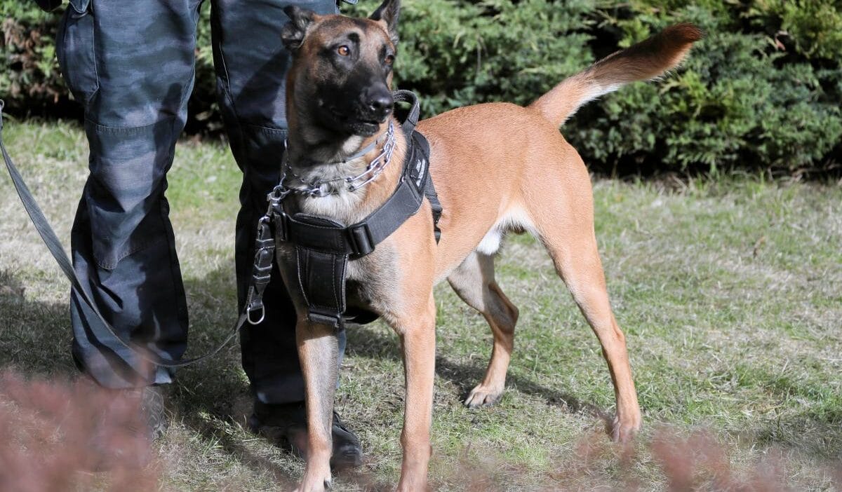 46 lik genci isiran kopeklerin sahibi tutuklandi savcilik yeni bilgiler acikladi 17411