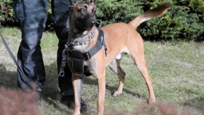 46 lik genci isiran kopeklerin sahibi tutuklandi savcilik yeni bilgiler acikladi 17411