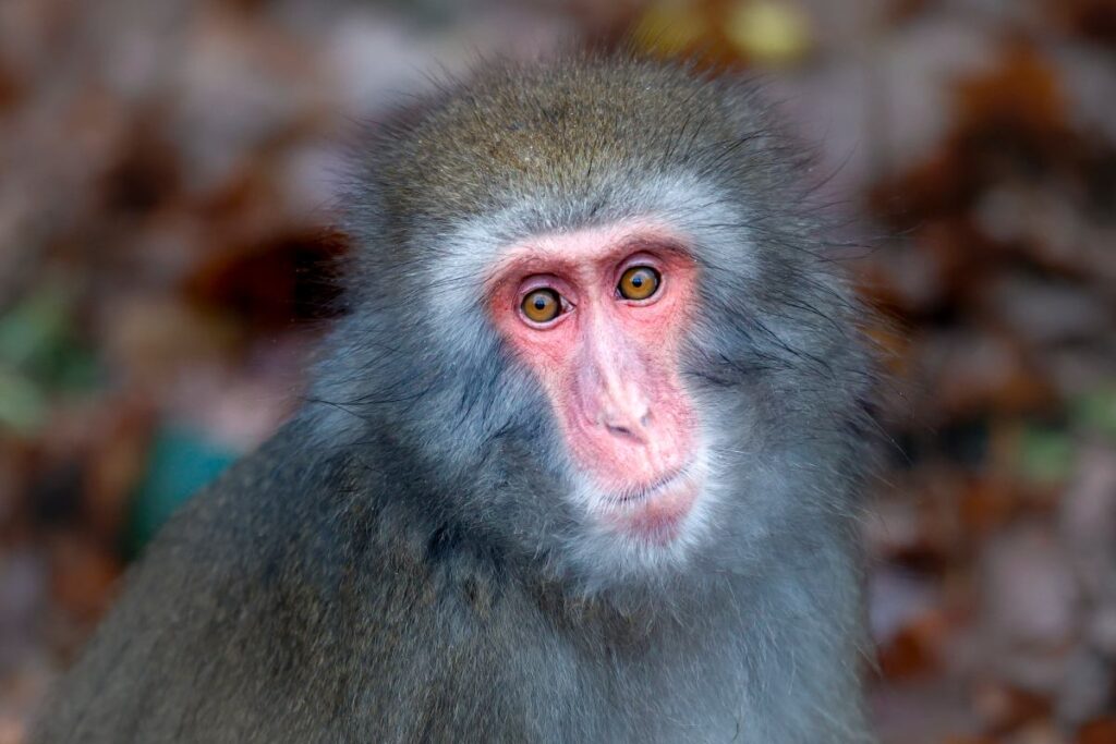 abd de kaza yapan bir kamyondan uc maymun kacti servis cagrisi 20264