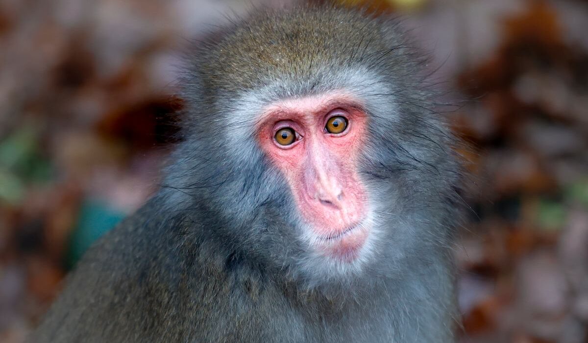 Abd'de kaza yapan bir kamyondan üç maymun kaçtı. Servis çağrısı 1 Abd de kaza yapan bir kamyondan uc maymun kacti servis cagrisi 20264