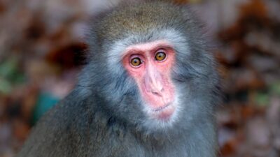 Abd'de kaza yapan bir kamyondan üç maymun kaçtı. Servis çağrısı 3 Abd de kaza yapan bir kamyondan uc maymun kacti servis cagrisi 20264