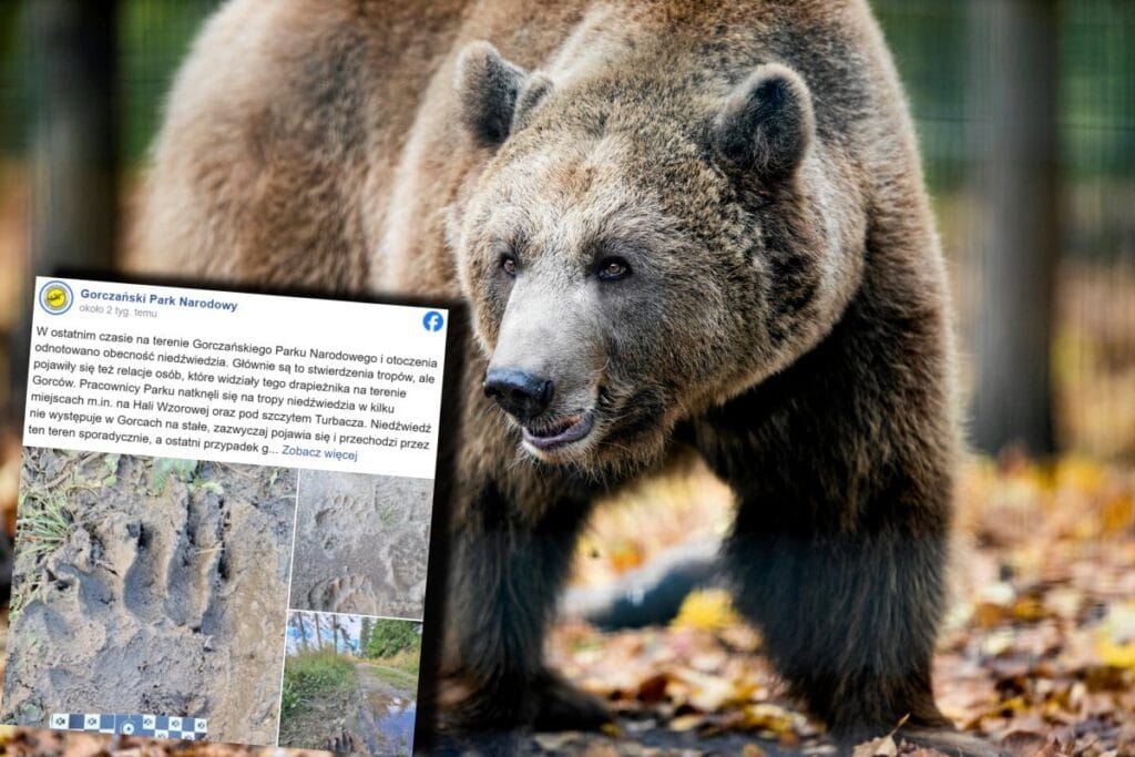 alisilmadik bir yerde bir ayi personel uyariyor 19248