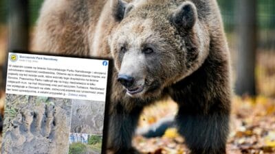Alisilmadik bir yerde bir ayi personel uyariyor 19248