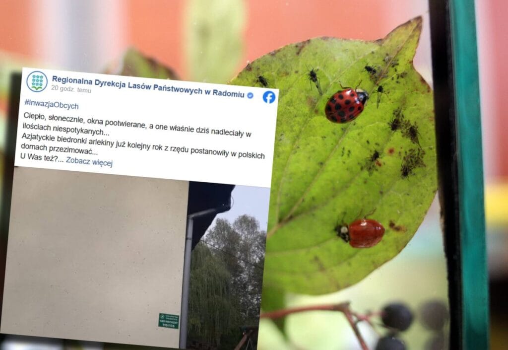 asya ugur bocegi istilasi bir uyari var daha once gorulmemis sayida geldiler 18893