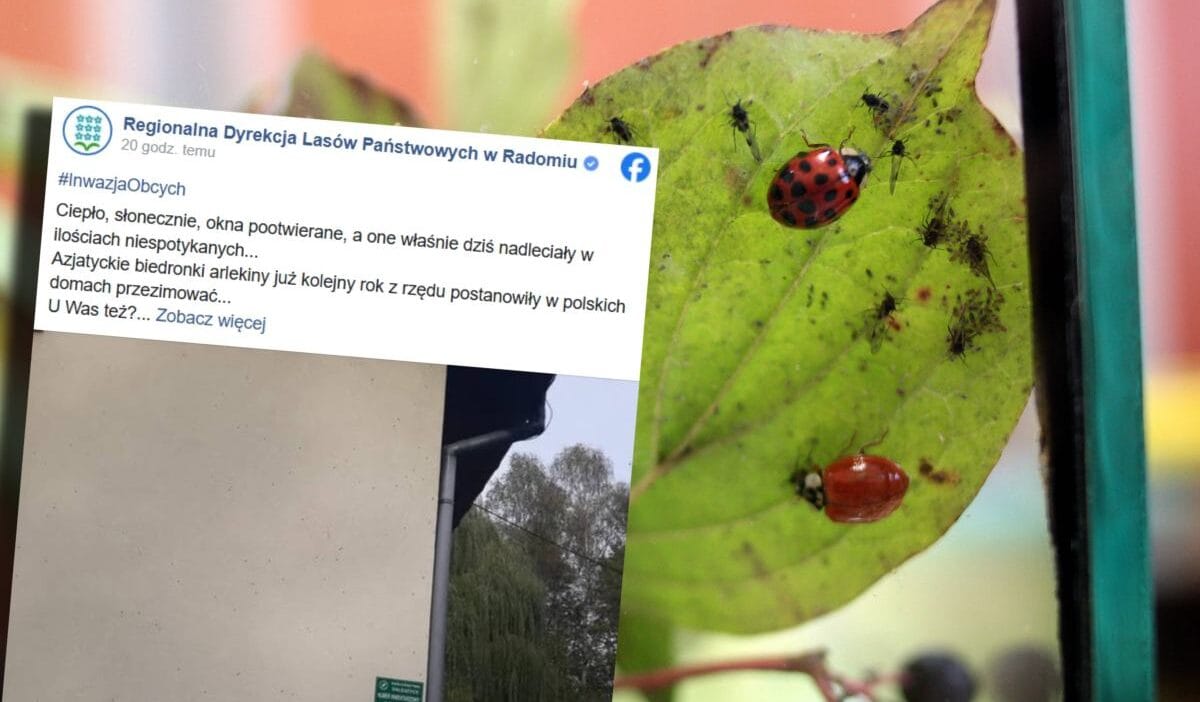 Asya ugur bocegi istilasi bir uyari var daha once gorulmemis sayida geldiler 18893