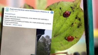 Asya ugur bocegi istilasi bir uyari var daha once gorulmemis sayida geldiler 18893