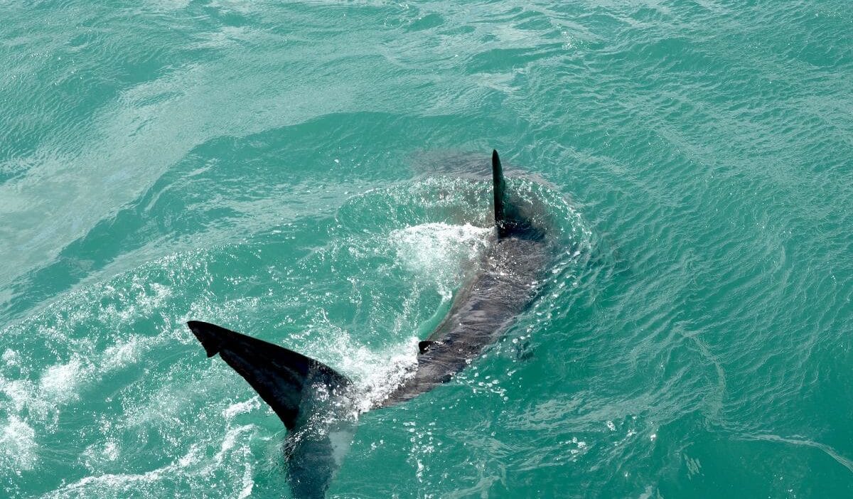 Avustralya da kopekbaligi saldirisi 14 yasindaki cocugun durumu kritik 16619