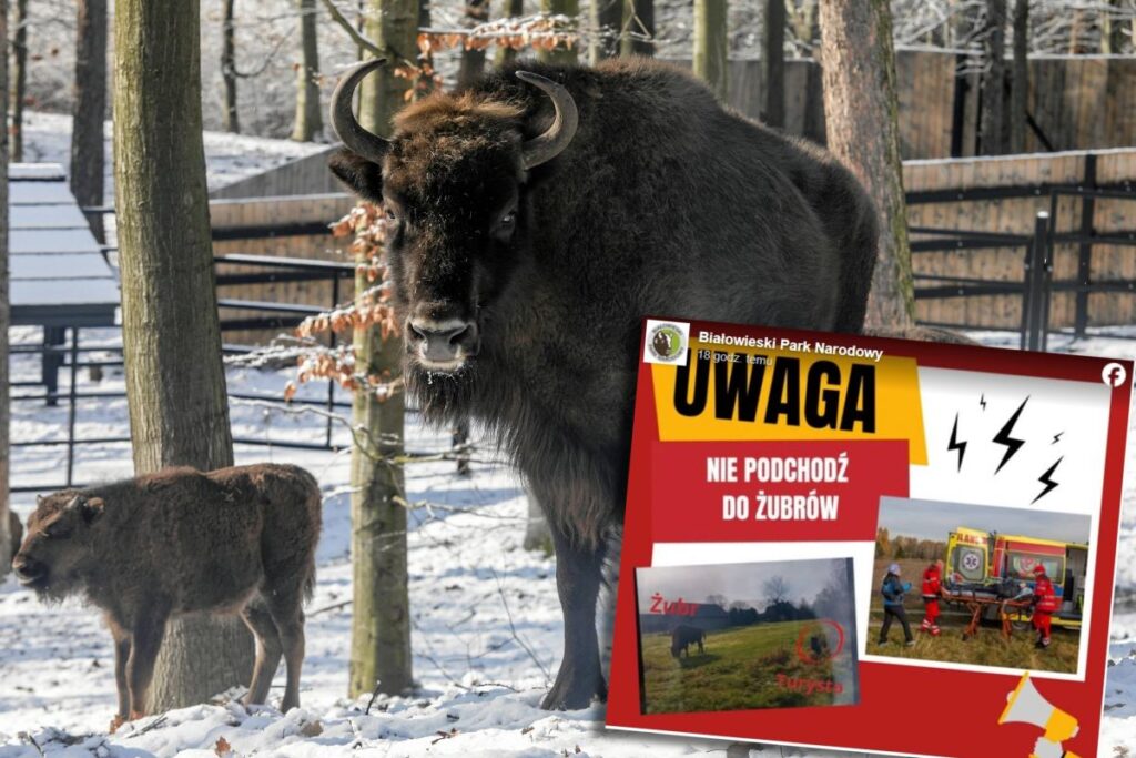 bialowieza ulusal parki ndaki bizon saldirisina iliskin yeni bilgiler wajrak tarafindan bir cagri var 20417