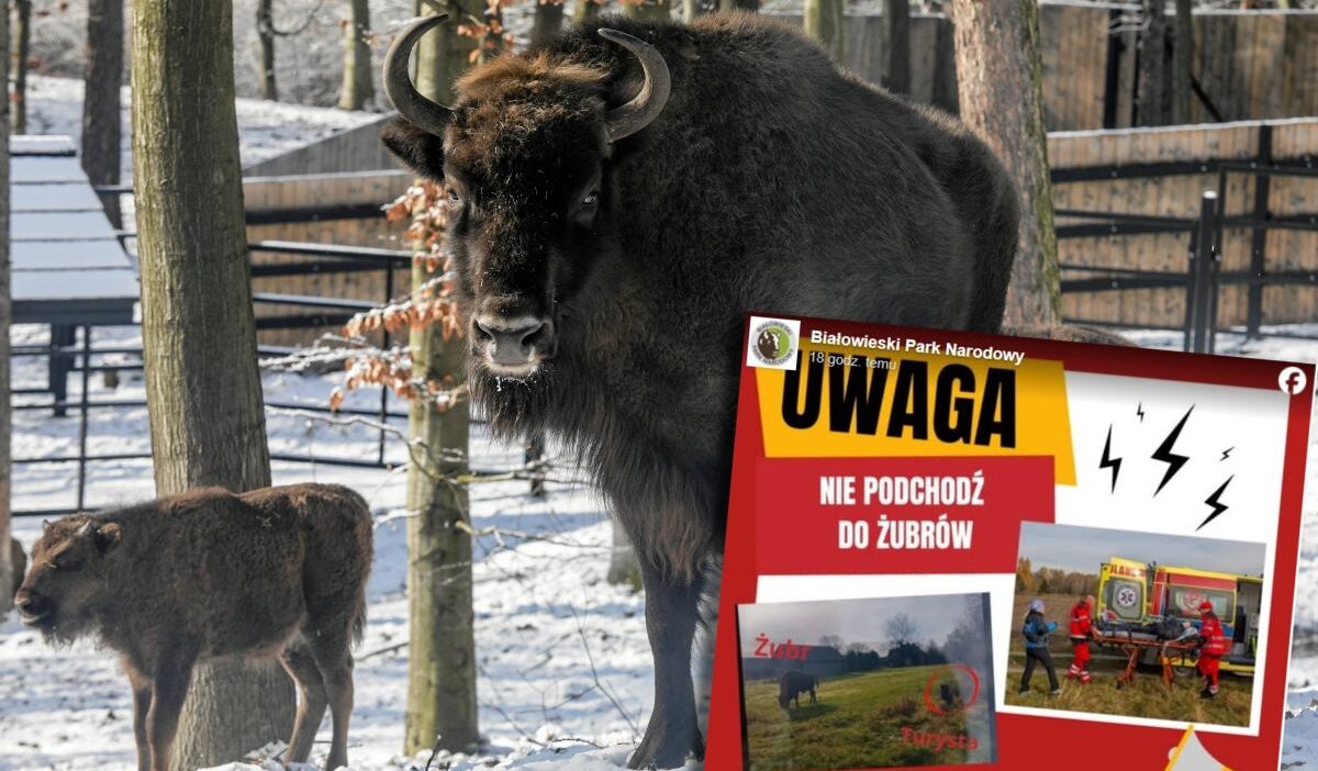 Bialowieza ulusal parkı'ndaki bizon saldırısına ilişkin yeni bilgiler. Wajrak tarafından bir çağrı var 1 Bialowieza ulusal parki ndaki bizon saldirisina iliskin yeni bilgiler wajrak tarafindan bir cagri var 20417
