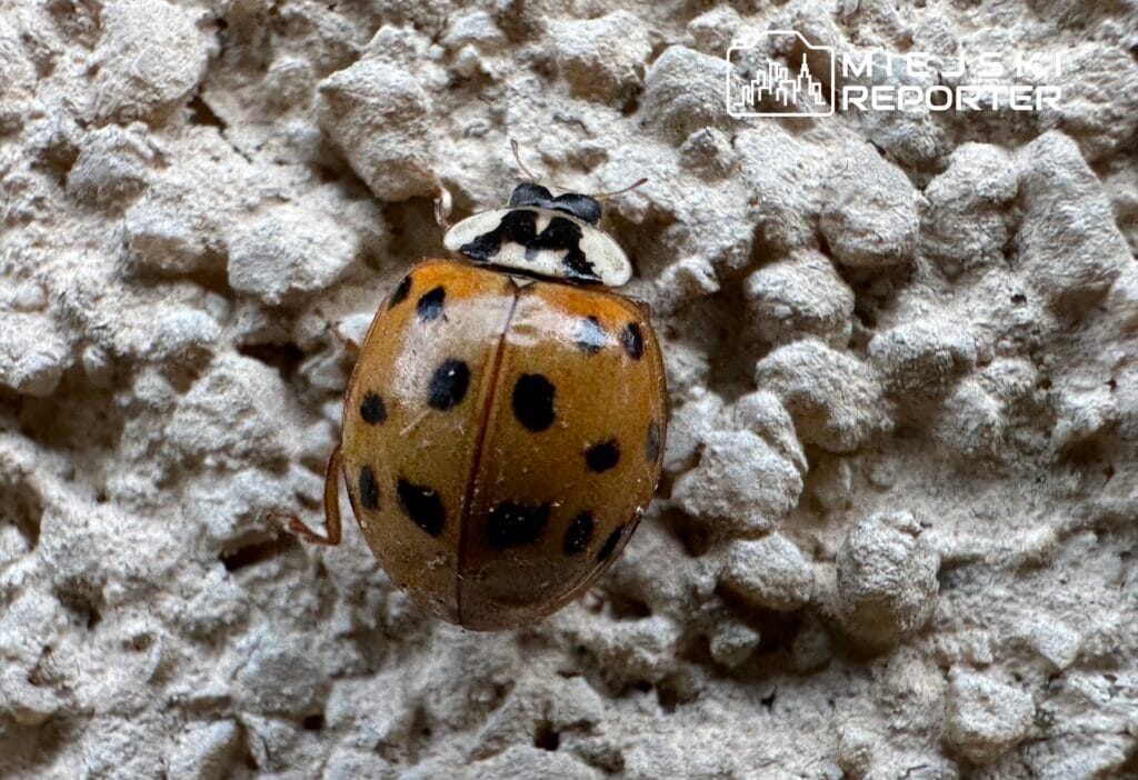 Binlerce asyali ugur bocegi varsova nin dis cephelerinde gunes isigi ve sicaklik harlequin leri cezbetti 18797