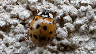 Binlerce asyali ugur bocegi varsova nin dis cephelerinde gunes isigi ve sicaklik harlequin leri cezbetti 18797