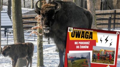 Bir bizonla fotoğraf çektirmek istedi, saldırıya uğradı. Turistlere bir çağrı var 2 Bir bizonla fotograf cektirmek istedi saldiriya ugradi turistlere bir cagri var 20399