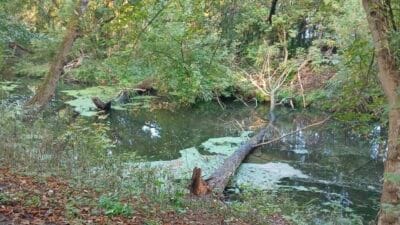 Bir kadin nehre dustu bir dala tutunmus halde suda yuzerken gorgu taniklari tarafindan bulundu 14694