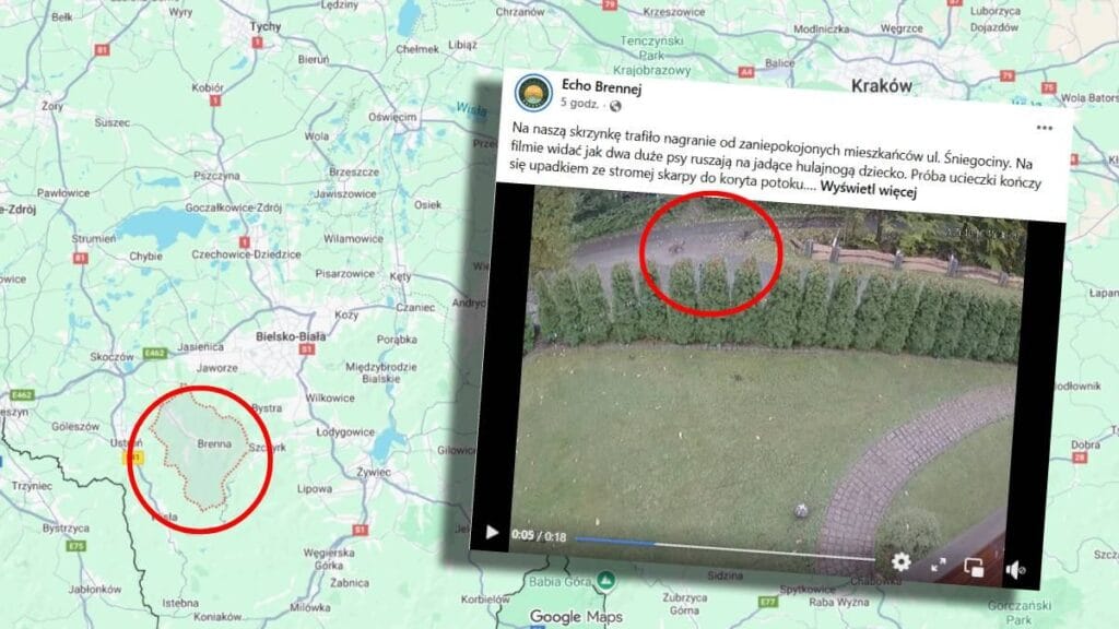 brenna dan sok edici goruntuler i ki kopek bir cocuga saldirdi bolge sakinleri orada yurumeye korkuyor 19272