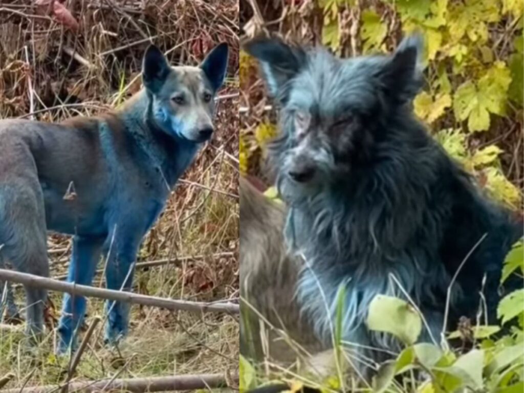cernobil de sasirtici bir kesif kopekler maviye dondu 20290