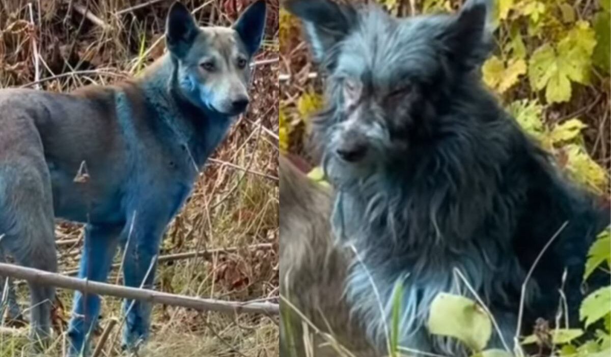 Çernobil'de şaşırtıcı bir keşif. Köpekler maviye döndü 1 Cernobil de sasirtici bir kesif kopekler maviye dondu 20290