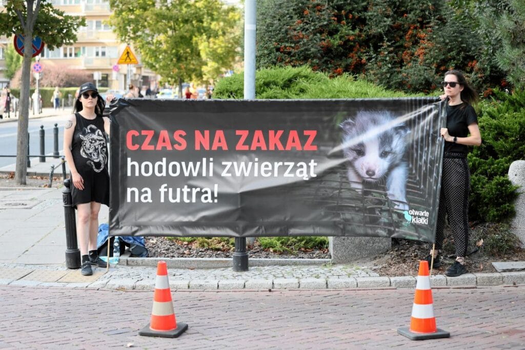 daha once hic bu kadar yakin olmamisti sejm bazi hukuk ve adalet milletvekilleri tarafindan desteklenen kurk yetistiriciliginin yasaklanmasi konusunu ele aldi 15846