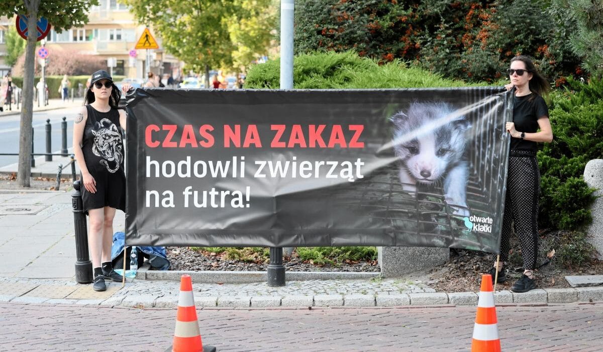 Daha once hic bu kadar yakin olmamisti sejm bazi hukuk ve adalet milletvekilleri tarafindan desteklenen kurk yetistiriciliginin yasaklanmasi konusunu ele aldi 15846