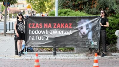 Daha once hic bu kadar yakin olmamisti sejm bazi hukuk ve adalet milletvekilleri tarafindan desteklenen kurk yetistiriciliginin yasaklanmasi konusunu ele aldi 15846