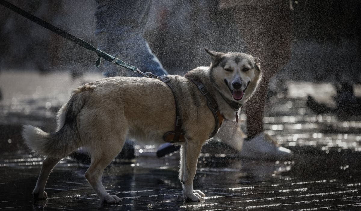 I nsan ve hayvanlarin birlikte gomulmesi mumkun alman sehri yeni kurallar getiriyor 15213