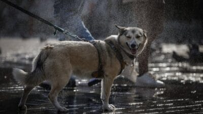 I nsan ve hayvanlarin birlikte gomulmesi mumkun alman sehri yeni kurallar getiriyor 15213