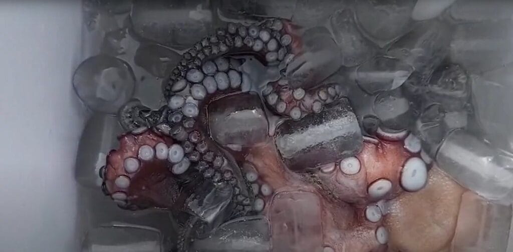 i spanya da barbarca ciftcilik planlari ahtapotlar kalabaliklastirildi ve yavasca olduruldu 15723