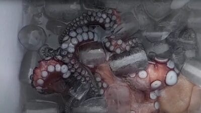 İspanya'da 'barbarca' çiftçilik planları. Ahtapotlar kalabalıklaştırıldı ve yavaşça öldürüldü 4 I spanya da barbarca ciftcilik planlari ahtapotlar kalabaliklastirildi ve yavasca olduruldu 15723