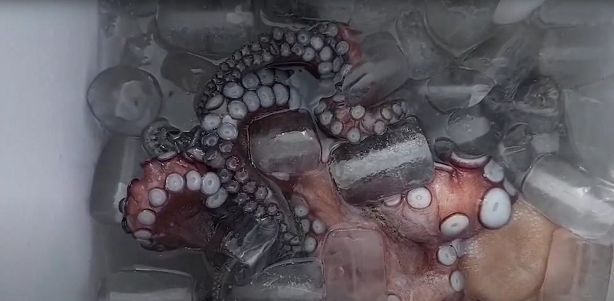 I spanya da barbarca ciftcilik planlari ahtapotlar kalabaliklastirildi ve yavasca olduruldu 15723