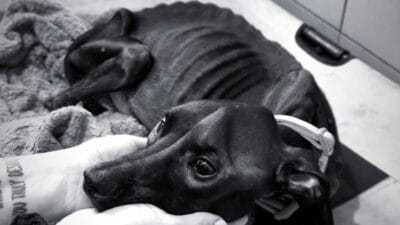 Kopegini ac ve susuz birakmis ve bir cite baglamis birinin onu bulacagini umuyordu 15825