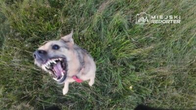 Kopek mulkun disina cikti ve saldirdi leo oldu 18126