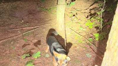 Kopek ormanda bir agaca zincirlenmis uluma sesi yoldan gecen biri tarafindan duyulmus 15774