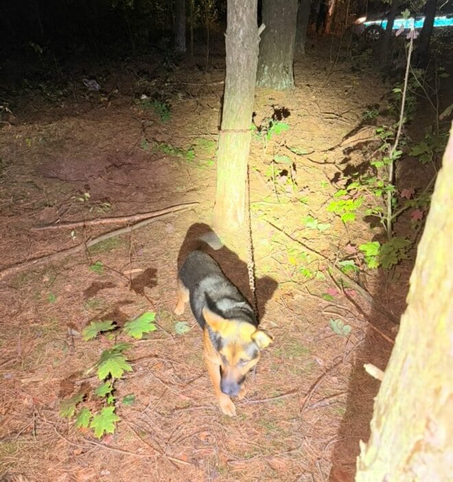 Kopek ormanda bir agaca zincirlenmis uluma sesi yoldan gecen biri tarafindan duyulmus 15774