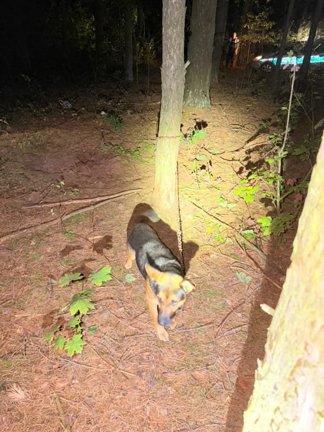 kopek ormanda bir agaca zincirlenmis uluma sesi yoldan gecen biri tarafindan duyulmus 15774