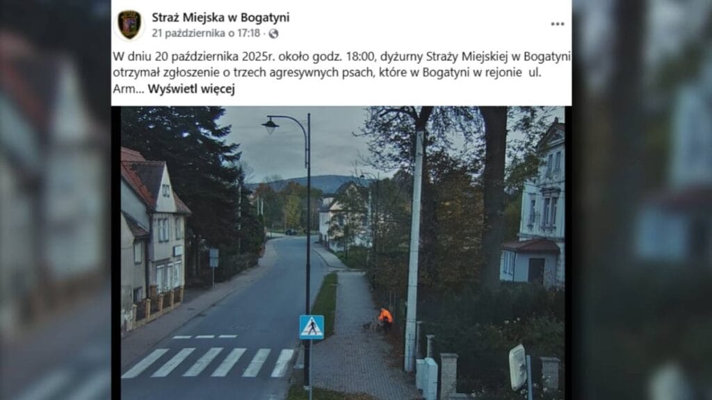 kopekler bir cocuga saldirdi belediye zabitasi videoyu gosterdi bir ricada bulunuyoruz 18788