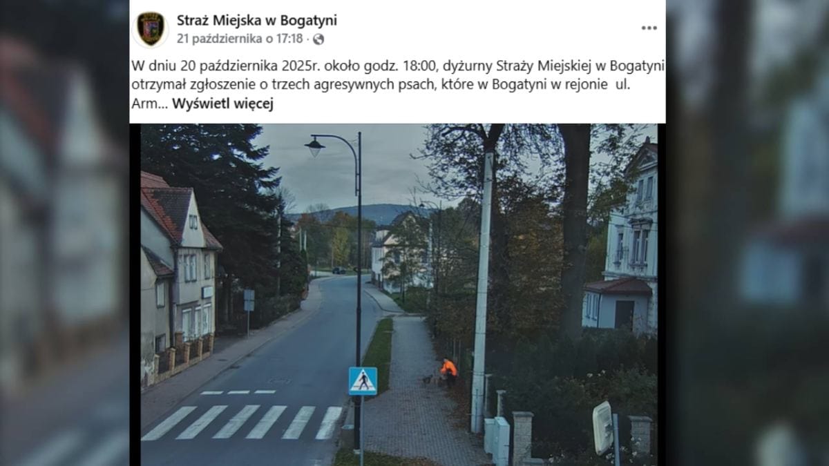 Kopekler bir cocuga saldirdi belediye zabitasi videoyu gosterdi bir ricada bulunuyoruz 18788