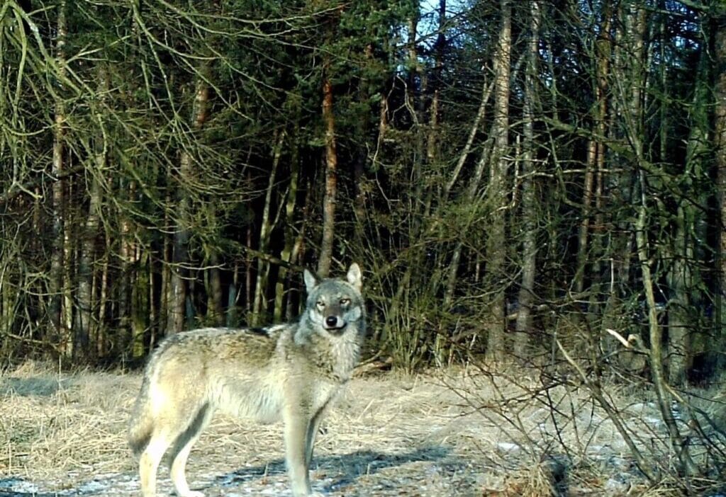 Kpn shield vahsi doganin icinden gecen yolda hiz sisteminin testleri halihazirda devam ediyor 15180
