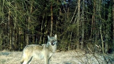 "kpn shield" vahşi doğanın içinden geçen yolda. Hız sisteminin testleri halihazırda devam ediyor 4 Kpn shield vahsi doganin icinden gecen yolda hiz sisteminin testleri halihazirda devam ediyor 15180