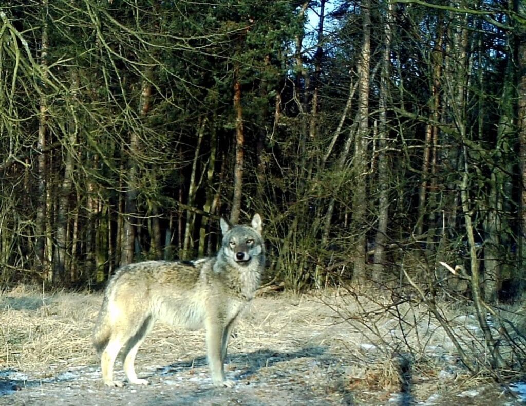 kpn shield vahsi doganin icinden gecen yolda hiz sisteminin testleri halihazirda devam ediyor 15180