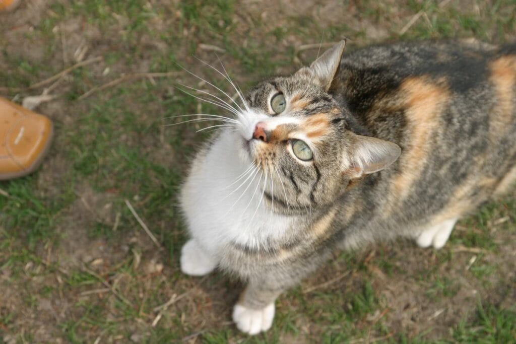 krzy kedisi binadan tahliye edildi dz savciligi resmi bir duyuru yayinladi 17928