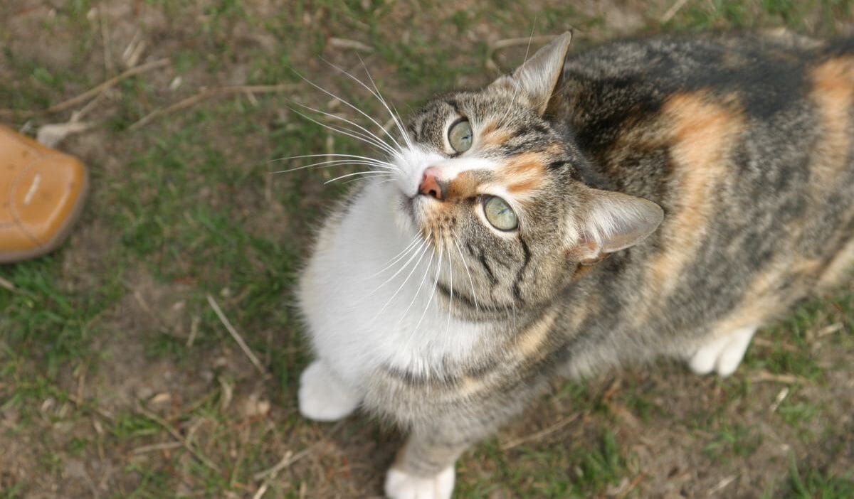 Krzy kedisi binadan tahliye edildi lodz savciligi resmi bir duyuru yayinladi 17967