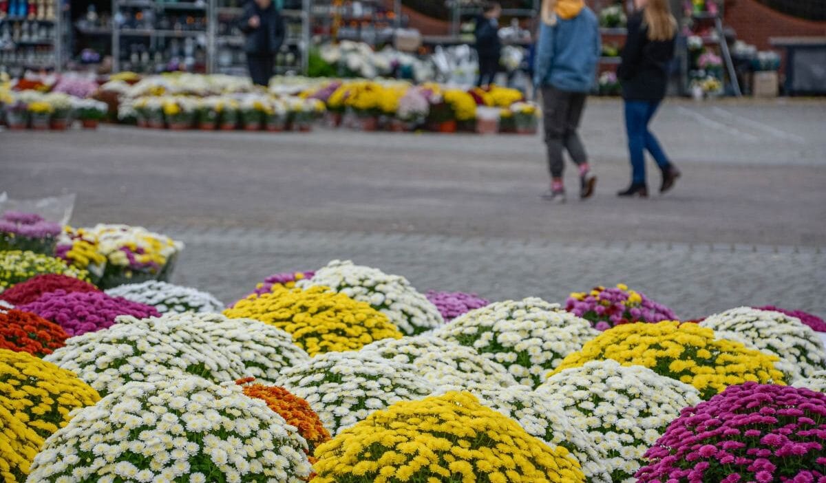 Mezarliklarda 1 kasim dan once yeni kurallar 5 000 pln ye kadar para cezasi 19299